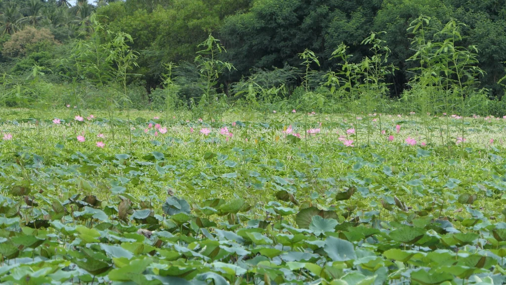 Ousteri (Oussudu) Lake near Puducherry with water birds